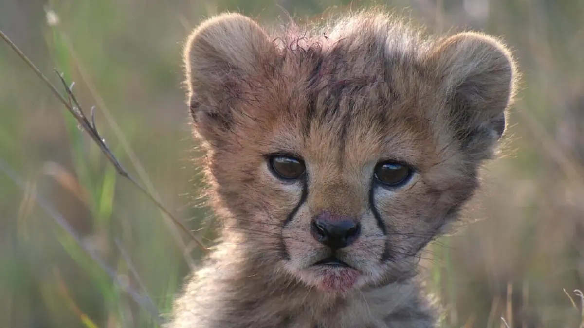 Premiers pas dans la savane Le temps de l'éveil