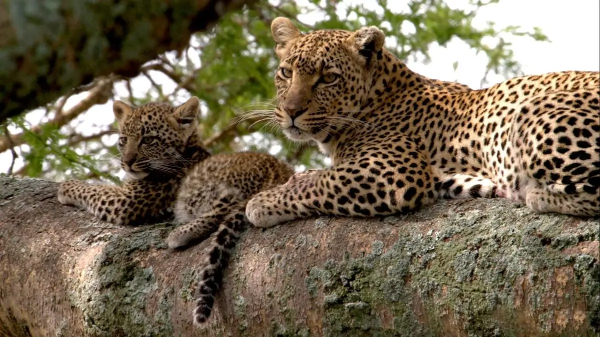 Premiers pas dans la savane Le temps du sevrage