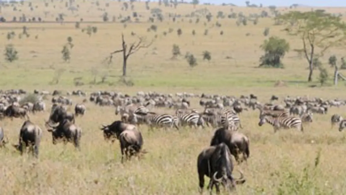 Premiers pas dans la vie sauvage E01 Dans la savane