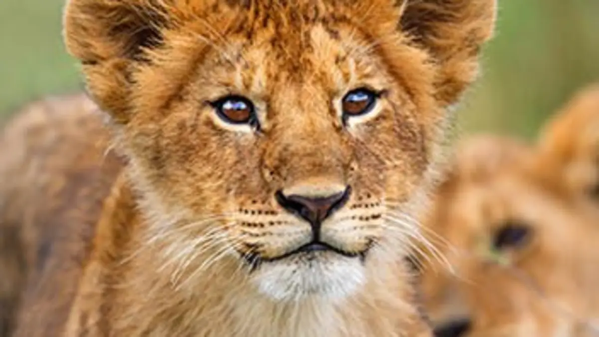 Premiers pas dans la vie sauvage Premiers pas dans la vie sauvage : dans la savane