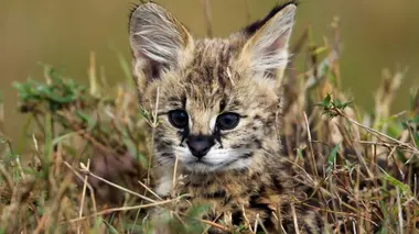 Une enfance dans la savane