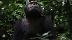 Primates  Secrets de survie