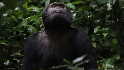 Primates