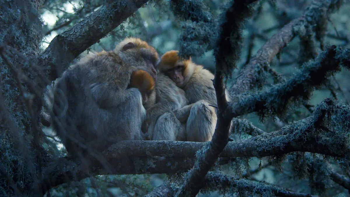 Primates Secrets de survie