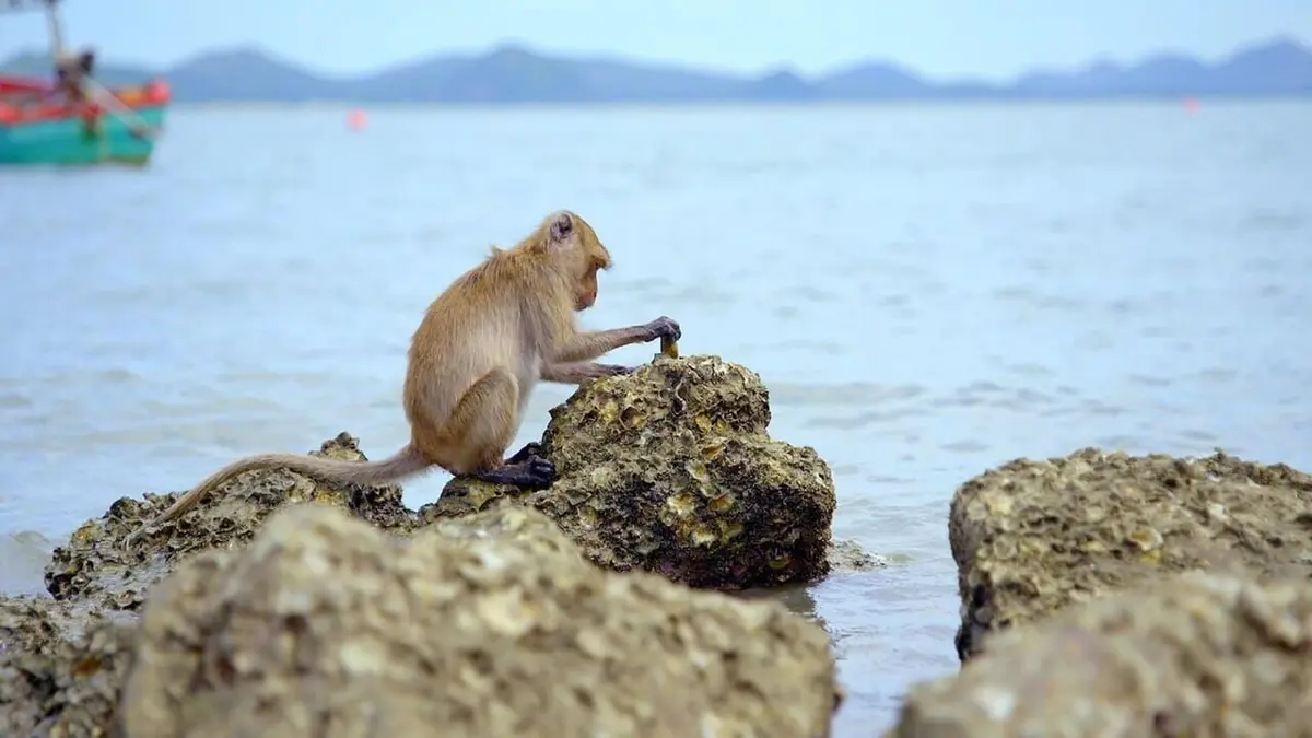 Primates L'union fait la force