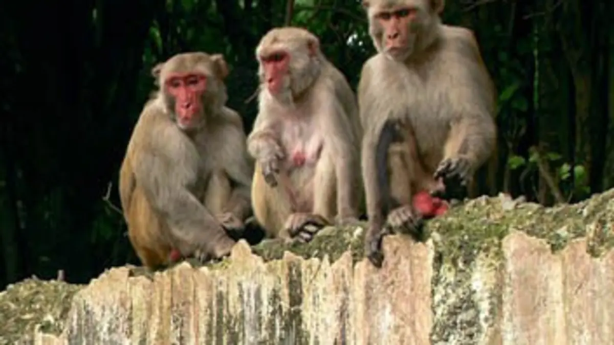 Primates des Caraïbes