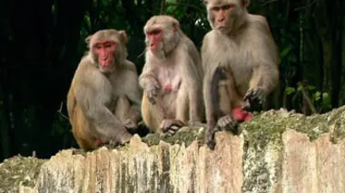 Primates des Caraïbes