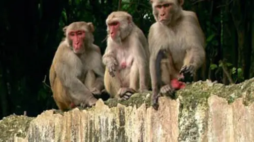 Primates des Caraïbes