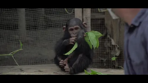 Primates en sursis, le combat d'Amandine