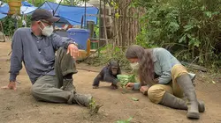 Primates en sursis, le combat d'Amandine