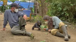 Primates en sursis, le combat d'Amandine