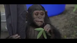 Primates en sursis, le combat d'Amandine