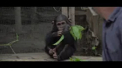 Primates en sursis, le combat d'Amandine