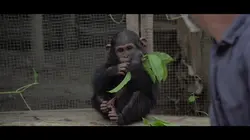 Primates en sursis, le combat d'Amandine