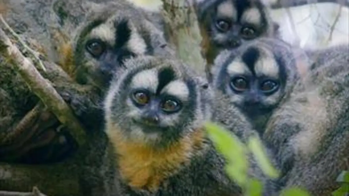 Primates La force du clan