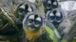 Visuel de Primates