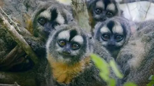 Primates La force du clan