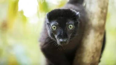 Primates, la force du clan