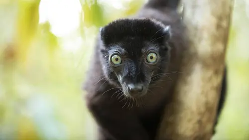 Primates, la force du clan