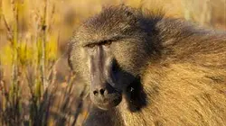 Visuel de Primates, portraits de famille
