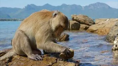 Primates, portraits de famille S01E03 Malin comme un singe