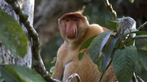 Épisodes de Primates, portraits de famille