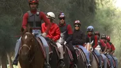 Visuel de Prince du désert : le pur sang arabe de course