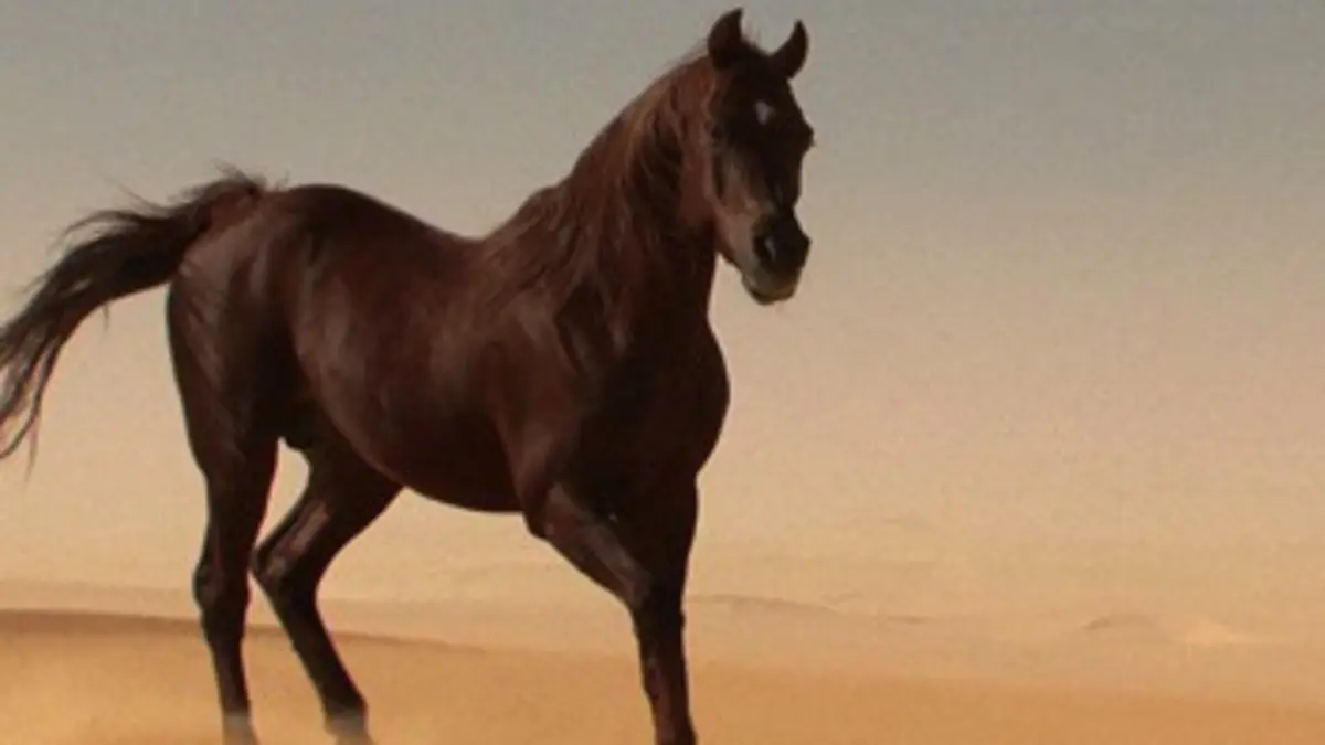 Prince du désert : une beauté parfaite