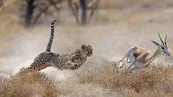 Pris sur le vif Sur la terre ferme