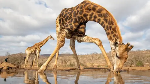 Pris sur le vif Sur la terre ferme