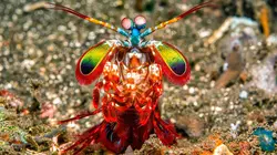 Pris sur le vif La faune aquatique