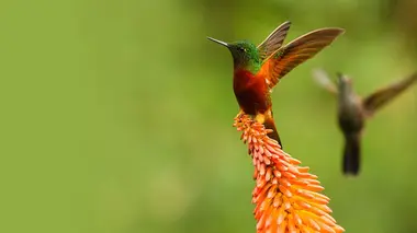 Prodigieux colibris