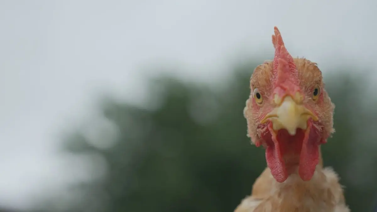 Produits fermiers : à boire et à manger ?