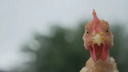 Produits fermiers : à boire et à manger ?