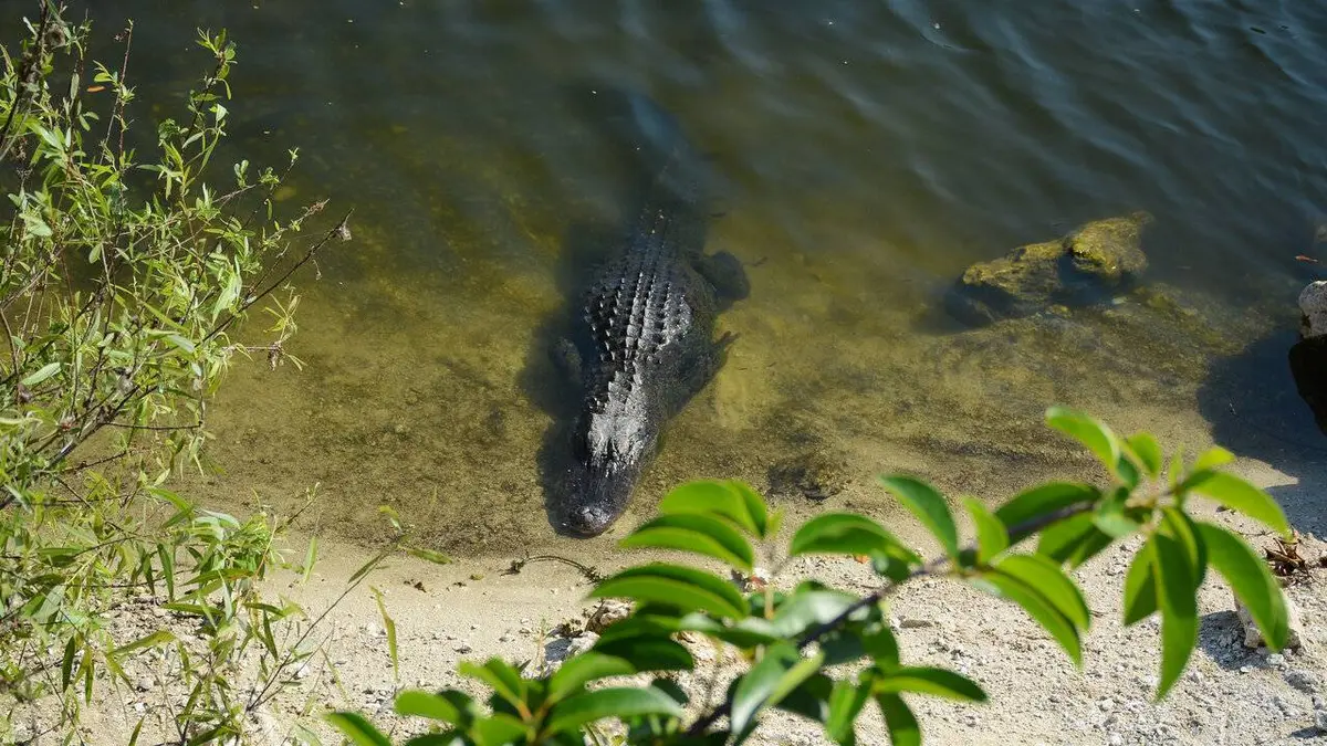 Swamp People : Chasseurs de croco S04E11 Marche ou crève !