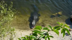 Visuel de Swamp People : Chasseurs de croco