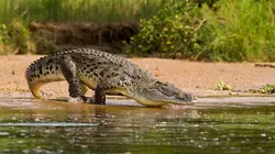 Visuel de Swamp People : Chasseurs de croco