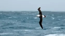 Protection des espèces : Agir pour la nature