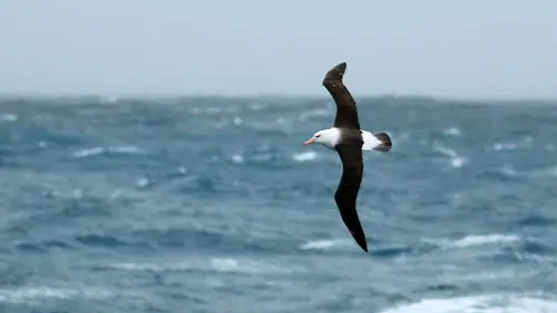 Protection des espèces : Agir pour la nature