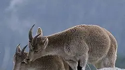 Visuel de Protection parentale