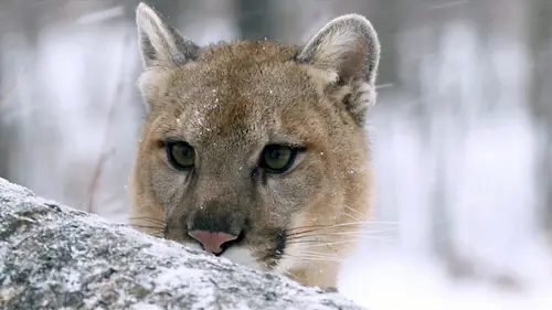 Puma, le fantôme du Gévaudan