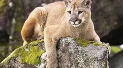 Visuel de Puma, le seigneur des montagnes