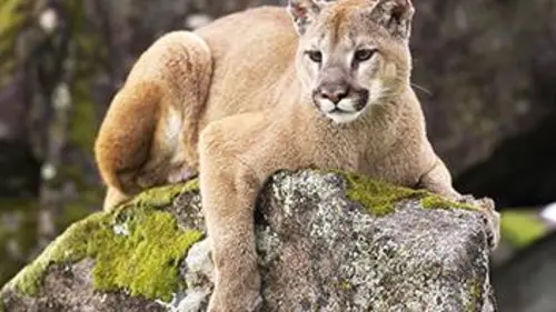 Puma, le seigneur des montagnes