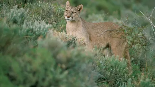 Puma, lion des Andes