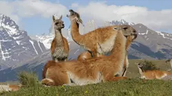 Puma ! Une mère exemplaire