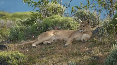 Puma ! Une mère exemplaire