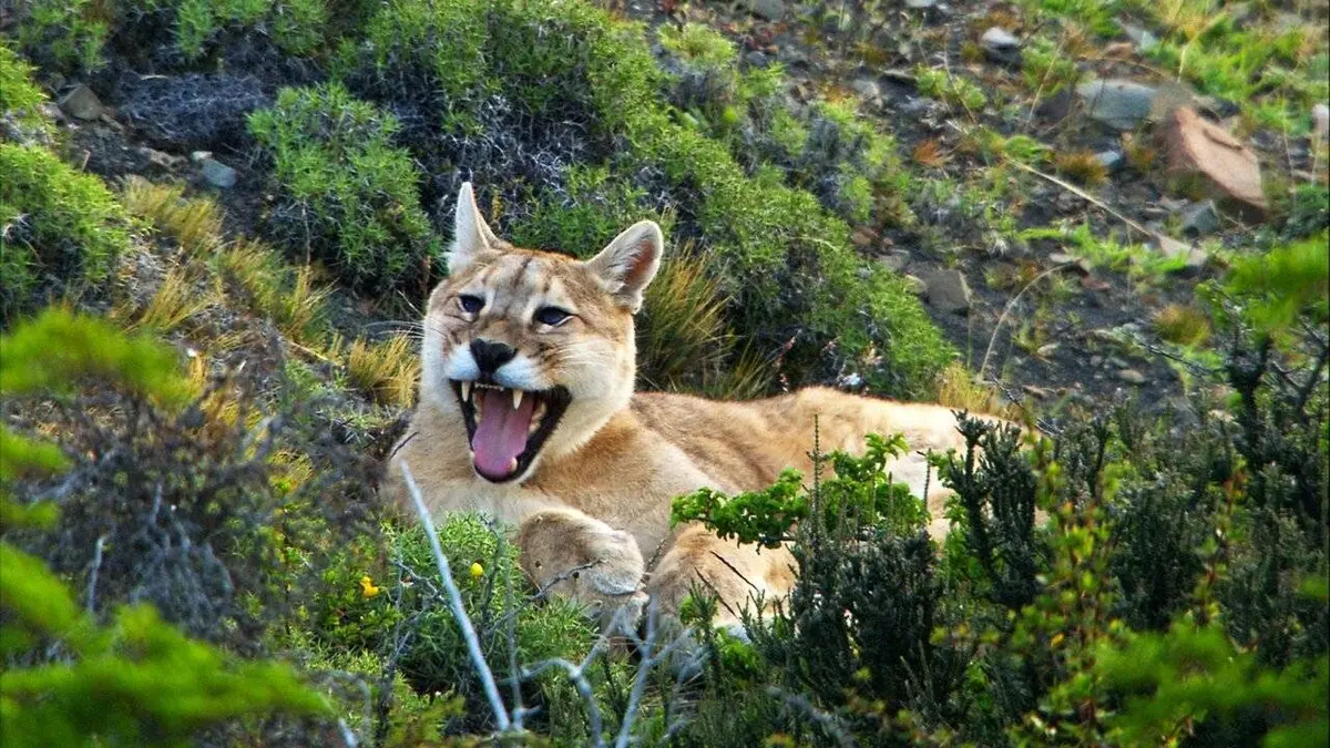 Pumas de Patagonie
