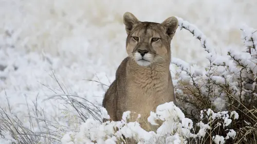 Pumas, les seigneurs des Andes