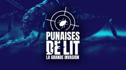 Punaises de lit : la grande invasion