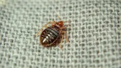 Punaises de lit : la grande invasion